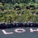 Hawaii Pre Settlement Funding Injury Loans